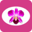 Favicon of Pim's Thai Orchid